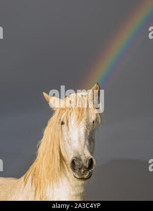 Licorne ? Poney Eriskay pose dans un arc-en-ciel, l'île de South Uist, îles Hébrides, Ecosse, Royaume-Uni Banque D'Images