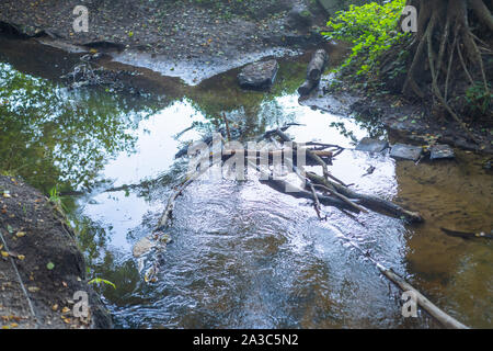 L'eau d'une rivière passe à travers une vieille forêt Banque D'Images