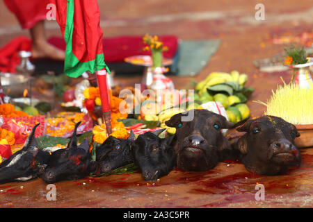 Katmandou, Népal. 07Th Oct, 2019. Chefs abattus de buffles et chèvres pendant le festival.Dashain est célébré pour marquer la victoire d'après des écrits religieux hindou de Ramayan sur le mal roi démon Ravana et plus le démon Mahisasur qui terrorise les habitants de cruellement dans l'Inde sous forme d'un buffle d'eau qui fait rage. Credit : SOPA/Alamy Images Limited Live News Banque D'Images