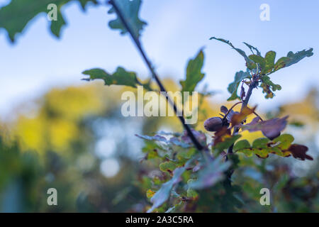 Une branche d'un chêne avec des couleurs claires d'automne sur la feuille Banque D'Images