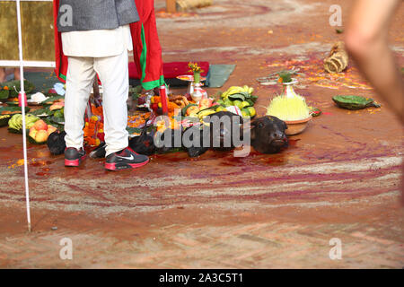 Katmandou, Népal. 07Th Oct, 2019. Chefs abattus de buffles et chèvres pendant le festival.Dashain est célébré pour marquer la victoire d'après des écrits religieux hindou de Ramayan sur le mal roi démon Ravana et plus le démon Mahisasur qui terrorise les habitants de cruellement dans l'Inde sous forme d'un buffle d'eau qui fait rage. Credit : SOPA/Alamy Images Limited Live News Banque D'Images