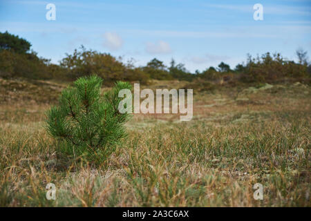 Un bébé de plus en plus d'arbres de pin dans un champ vide dans les dunes à Bergen Noord-Holland Banque D'Images