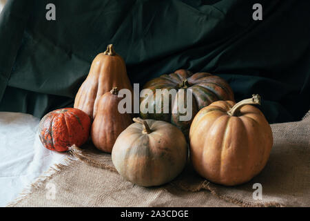 La vie encore de plusieurs grandes citrouilles Banque D'Images