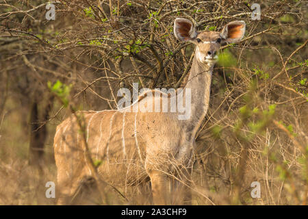 La faune koudou mâle femelle d'alerte pour danger closeup portrait tête à wilderness safari Réserve de parc. Banque D'Images