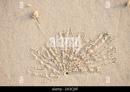 Trou et billes d'un minuscule crabe bubbler sur une plage de Thaïlande Banque D'Images
