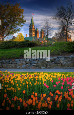 Magnifiques tulipes avec le Parlement canadien à Ottawa, Canada Banque D'Images