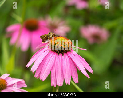 Vue avant close up de skipper macro papillon, famille, boire le nectar des coneflower Echinacea, Rockefeller State Park jardin fleuri NY Banque D'Images