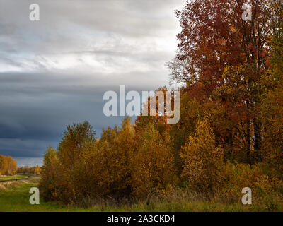 La périphérie d'une forêt jaunies contre le bleu de ciel d'automne. Banque D'Images