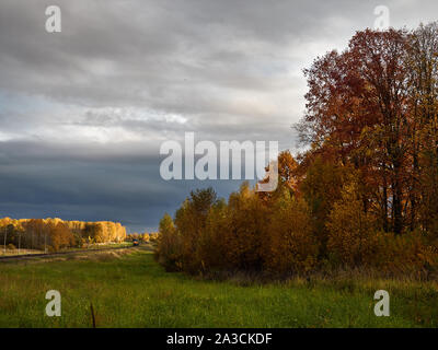 La périphérie d'une forêt jaunies contre le bleu de ciel d'automne. Banque D'Images