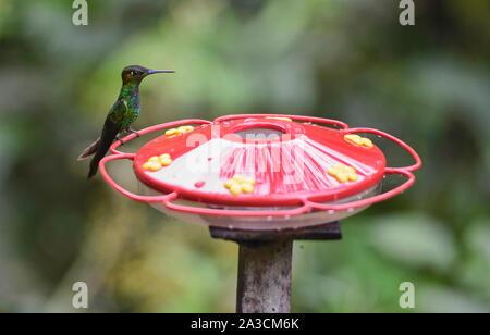 Émeraude scintillant hummingbird à gorge (Amazilia fimbriata), Copalinga, Podocarpus National Park, Zamora, Equateur Banque D'Images