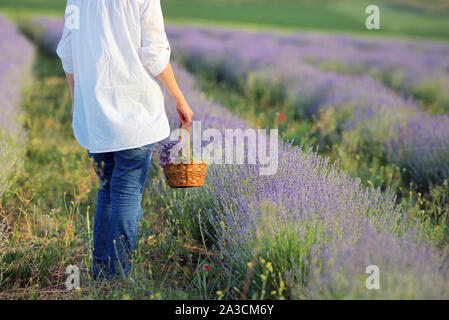 Femme marche à travers champ de lavande en fleurs au coucher du soleil Banque D'Images