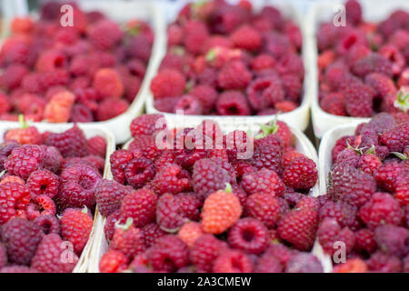 Framboises mûres fraîches dans des boîtes en écorce de bouleau. Plateaux en bois avec les framboises rouges, de l'alimentation fond nature. Framboises sur un compteur de supermarché, beaucoup de b Banque D'Images