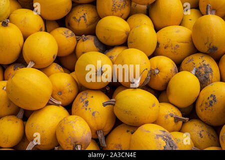 Petites citrouilles jaune fraîchement cueillies Banque D'Images