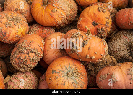 Petites citrouilles oranges fraîchement cueillies Banque D'Images