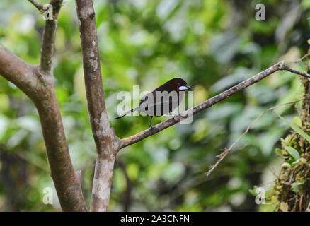 Tangara à bec d'argent (Ramphocelus carbo), Copalinga, Podocarpus National Park, Zamora, Equateur Banque D'Images