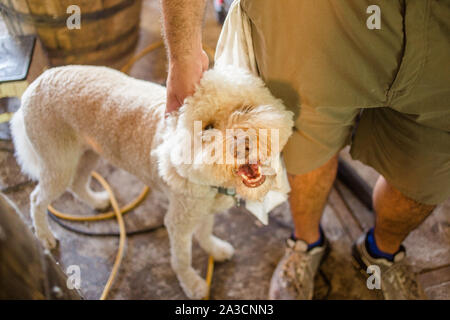 Vue du haut vers le bas de l'amicale, smiling dog appuyée contre la jambe du propriétaire Banque D'Images