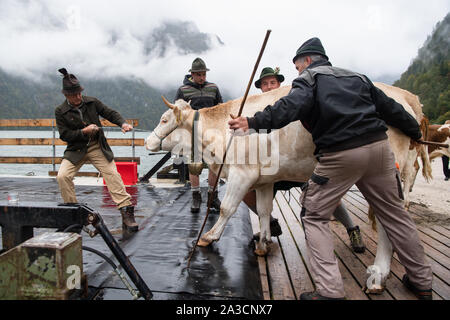 07 octobre 2019, la Bavière, Schönau am Königssee : agriculteurs dur leurs vaches de la Saletalm via Königssee à Schönau sur une barge. Le bétail est entraînée dans le quartiers d'hiver avec des harnais comme un signe d'un été alpin intact. Photo : Matthias Balk/dpa Banque D'Images