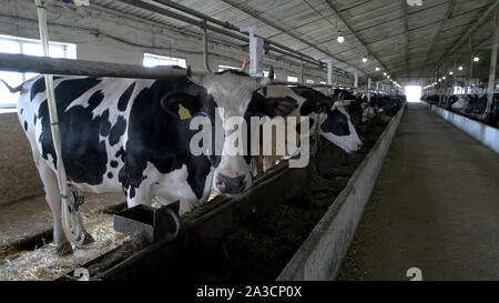 Vaches dans un décrochage. Les animaux sont la mastication. Banque D'Images