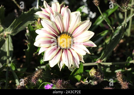 Rose blanche de pétales de fleur de midi avec du jaune en bas. High angle shot. Banque D'Images
