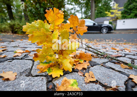 Nuremberg, Allemagne - 05 octobre 2019 : Feuilles d'automne jaune humide d'un chêne gisent sur la chaussée dans un quartier résidentiel avec un parc de stationnement i Banque D'Images