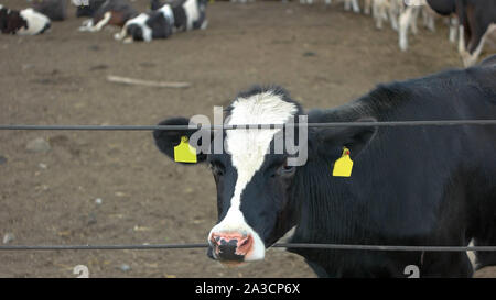 Bâtonnets de vache tête par clôture. Troupeau de bovins. Vend ferme des animaux. Prix du bétail a augmenté. Banque D'Images