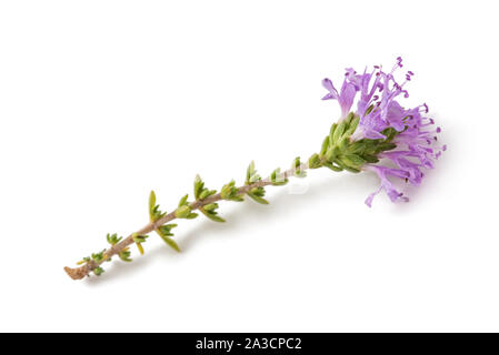 Thymus capitatus flower isolated on white background Banque D'Images