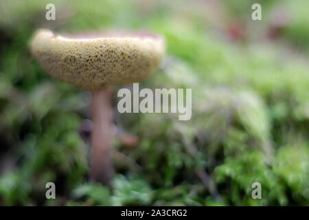 Portrait de rêve de Boletus en mousse verte en forêt avec beau bokeh Banque D'Images