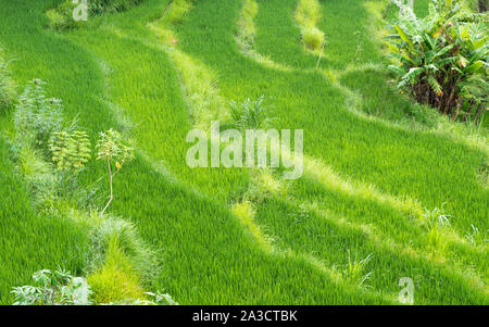 Rizières à Bali Banque D'Images