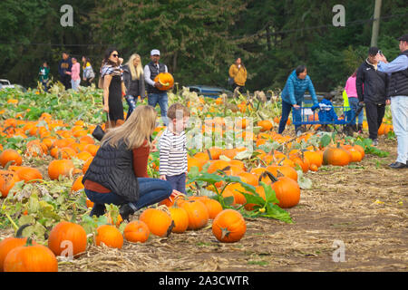 Personnes à la recherche d'une citrouille pour Halloween à la ferme et domaine de Krause Berry à Langley, B. C., Canada. 5 octobre 2019. Banque D'Images