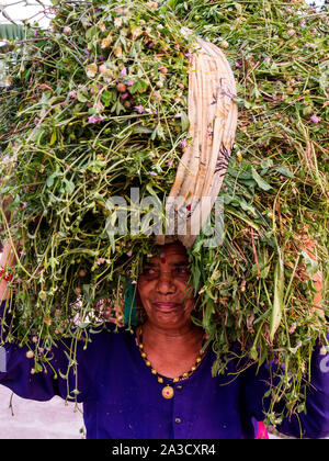 Femme indienne transportant des aliments pour bétail à Powalgarh Uttarakhand, Inde, Village Banque D'Images