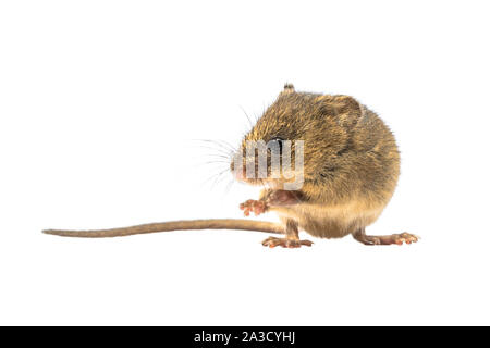 Souris mignon (Micromys minutus) assis sur les jambes de derrière on white background, studio shot. C'est la plus petite espèce de rongeur originaire d'Europe et Banque D'Images