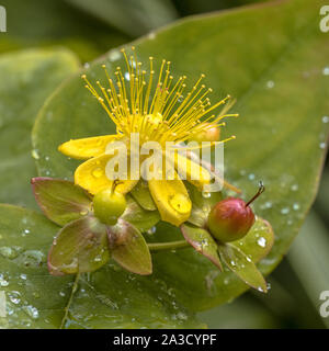 L'Hypericum jaune fleur avec capsule et gouttes de rosée Banque D'Images