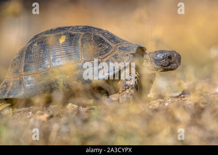 Marginated tortoise (Testudo marginata) sur peleponnese stérile vu la campagne à travers la végétation, Grèce Banque D'Images