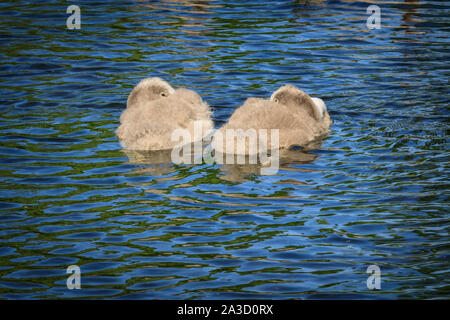 Deux gris duveteux cygnets (Cygnus olor) flottent sur un étang dans le soleil d'été, Royaume-Uni Banque D'Images