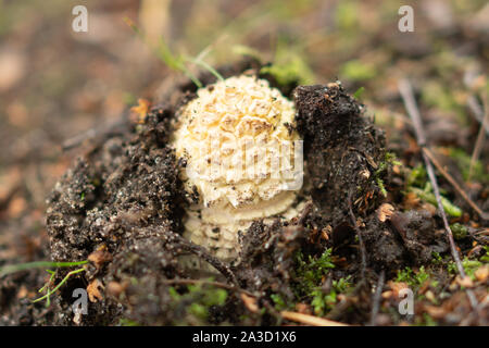 Agaric Fly toadstool (Amanita muscaria) sortir du sol ou au sol à l'automne sur un site UK la lande Banque D'Images