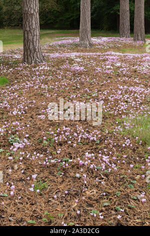 Masse de cyclamens entre les arbres à Wisley RHS Garden au début de l'automne Banque D'Images