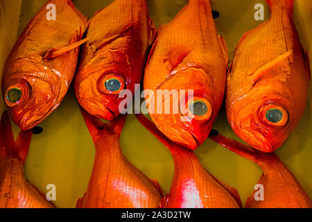 Kinmedai (vivaneau à l'œil d'or) sur la vente aux enchères de poissons à Yaidu, au Japon Banque D'Images