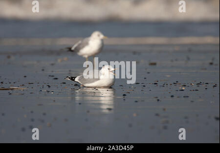 Goéland, Larus canus, seul adulte en plumage d'hiver se reposant sur la plage. Prises de janvier. Titchwell, Norfolk, Royaume-Uni. Banque D'Images