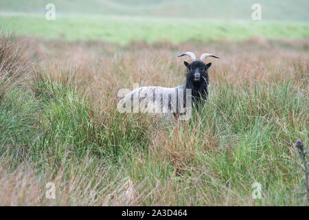 Chèvre sauvage, Strathdearn, parc national de Cairngorm, l'Ecosse Banque D'Images