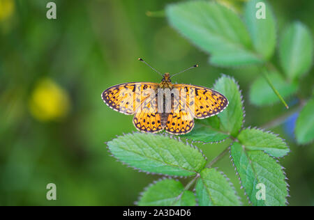 Petite perle bordé Fritillary, Mabie Forêt, Dumfries et Galloway, Écosse Banque D'Images