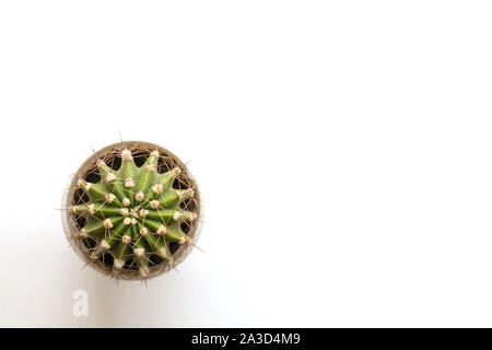 Petit cactus sur tableau blanc. Vue d'en haut. L'espace libre. Banque D'Images