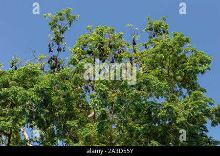 Des chauves souris suspendues à des arbres au Cambodge Banque D'Images