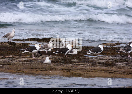 Le Goéland marin (Larus marinus bande d'adultes et d'immatures se reposer sur la berge, Largs, Northumberland, Angleterre Banque D'Images