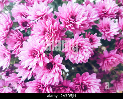 Lilas fleurs chrysanthèmes mignon pour floral background Banque D'Images