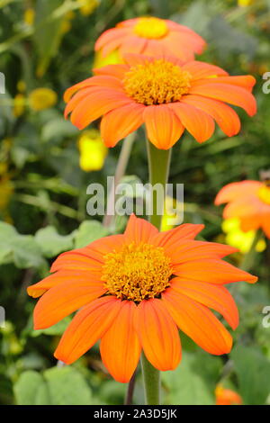 Tithonia rotundifolia 'Torch' floraison dans un jardin à la fin de l'été - septembre. UK Banque D'Images