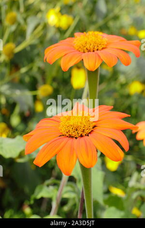 Tithonia rotundifolia 'Torch' floraison dans un jardin à la fin de l'été - septembre. UK Banque D'Images