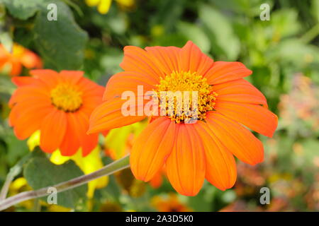 Tithonia rotundifolia 'Torch' floraison dans un jardin à la fin de l'été - septembre. UK Banque D'Images