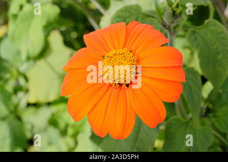 Tithonia rotundifolia 'Torch' floraison dans un jardin à la fin de l'été - septembre. UK Banque D'Images