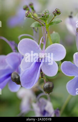 'Clerodendrum ugandense' affichage fleurs bleu caractéristique intérieur croissant au Royaume-Uni. Aussi appelé Blue Butterfly Bush. Banque D'Images