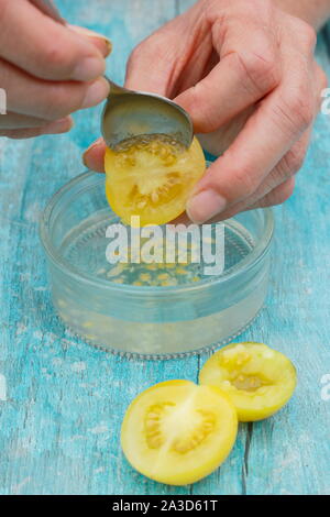 Solanum lycopersicum. Golden sunrise des graines de tomate sont creusées dans l'eau pour déposer leurs revêtements avant séchage, tamisage et de sauver les graines. UK Banque D'Images